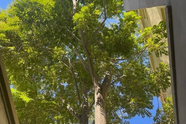 Ailanthus-Altissima